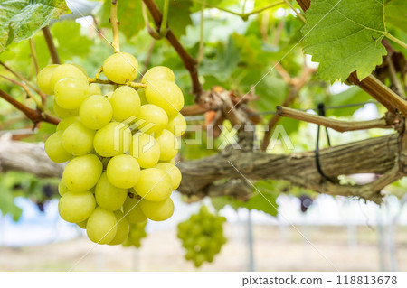 Ripe Shine Muscat Grape Picking Sendai City, Miyagi Prefecture 118813678