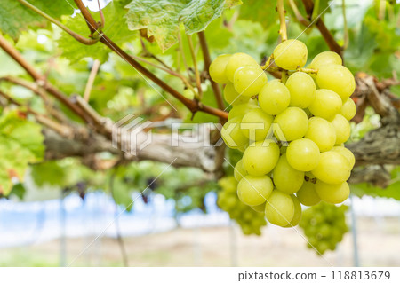 Ripe Shine 馬斯喀特葡萄採收 宮城縣仙台市 Ripe Shine 馬斯喀特葡萄採收 宮城縣仙台市 118813679