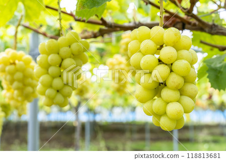 Ripe Shine Muscat Grape Picking Sendai City, Miyagi Prefecture Ripe Shine Muscat Grape Picking Sendai City, Miyagi Prefecture 118813681