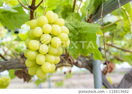 Ripe Shine Muscat Grape Picking Sendai City, Miyagi Prefecture Ripe Shine Muscat Grape Picking Sendai City, Miyagi Prefecture 118813682