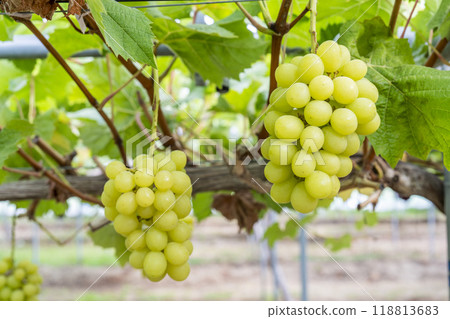 Ripe Shine Muscat Grape Picking Sendai City, Miyagi Prefecture Ripe Shine Muscat Grape Picking Sendai City, Miyagi Prefecture 118813683