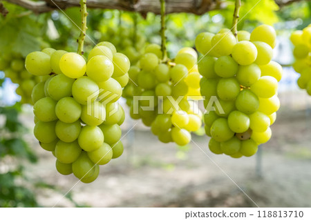 Ripe Shine Muscat Grape Picking Sendai City, Miyagi Prefecture 118813710