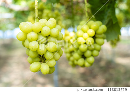 Ripe Shine 馬斯喀特葡萄採收 宮城縣仙台市 118813759