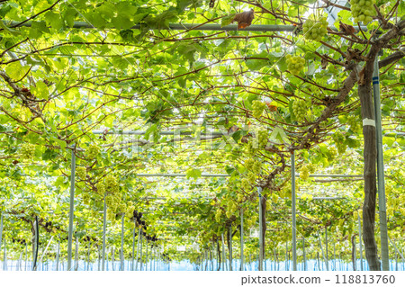 Ripe Shine 馬斯喀特葡萄採收 宮城縣仙台市 118813760