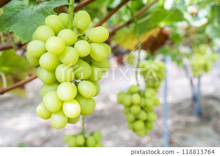 Ripe Shine Muscat Grape Picking Sendai City, Miyagi Prefecture Ripe Shine Muscat Grape Picking Sendai City, Miyagi Prefecture 118813764