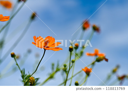 朝著藍天盛開的基巴納波斯菊 118813769