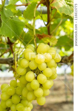 Ripe Shine 馬斯喀特葡萄採收 宮城縣仙台市 Ripe Shine 馬斯喀特葡萄採收 宮城縣仙台市 118813773