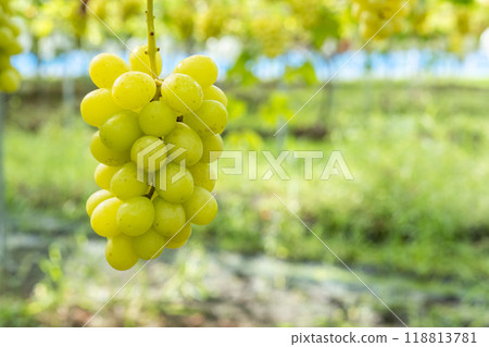 Ripe Shine Muscat Grape Picking Sendai City, Miyagi Prefecture 118813781