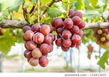 妮娜女王的葡萄採收 宮城縣仙台市 118813835