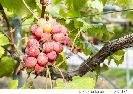 Queen Nina's Grape Picking Sendai City, Miyagi Prefecture 118813843