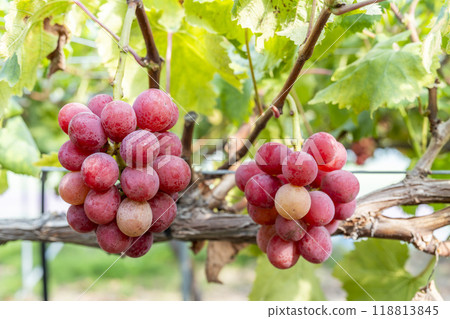 Queen Nina's Grape Picking Sendai City, Miyagi Prefecture 118813845