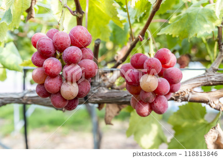 Queen Nina's Grape Picking Sendai City, Miyagi Prefecture Queen Nina's Grape Picking Sendai City, Miyagi Prefecture 118813846