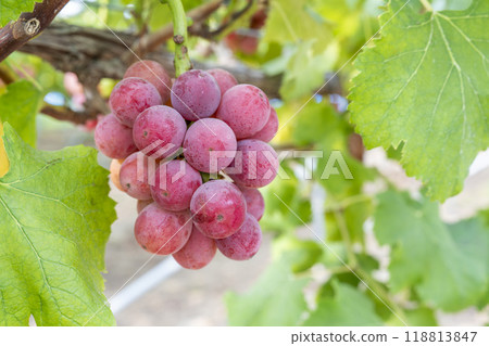 Queen Nina's Grape Picking Sendai City, Miyagi Prefecture Queen Nina's Grape Picking Sendai City, Miyagi Prefecture 118813847