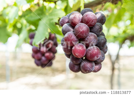 Pione Grape Picking in Sendai, Miyagi Prefecture Pione Grape Picking in Sendai, Miyagi Prefecture 118813877
