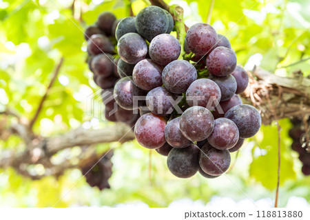 Pione Grape Picking in Sendai, Miyagi Prefecture 118813880