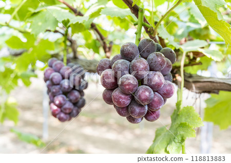 Pione Grape Picking in Sendai, Miyagi Prefecture 118813883