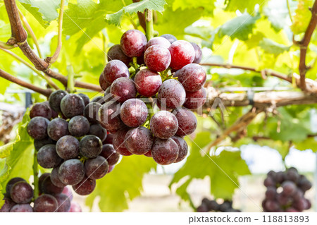 宮城縣仙台市先鋒葡萄採摘 118813893