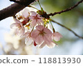 櫻花 118813930
