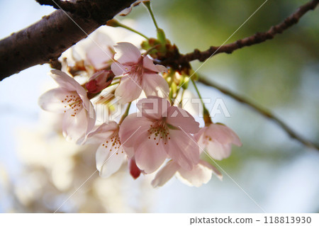 櫻花 櫻花 118813930
