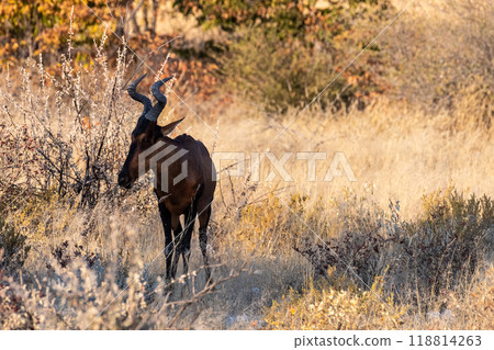 Red Hartebeest in Etosha 118814263