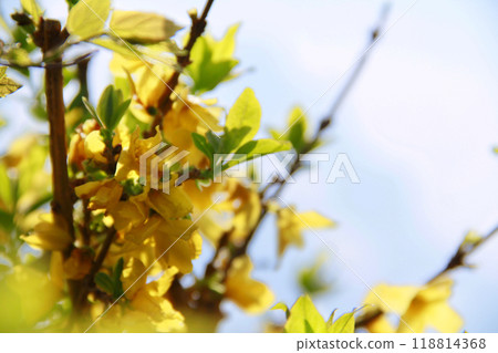 Yellow flower of Forsythia 118814368