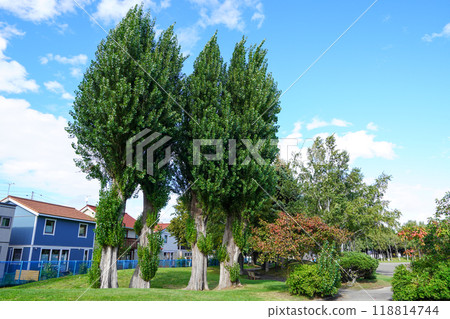 Strolling around Noshi Park (end of September 2024) Strolling around Noshi Park (end of September 2024) 118814744