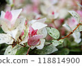 Hatsuyukikazura 118814900