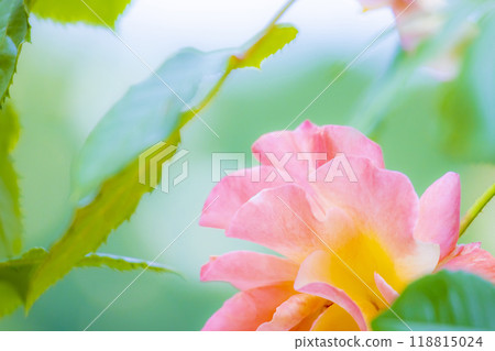 Rose flower up 118815024