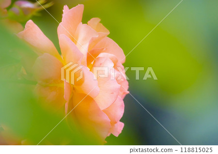 Rose flower up 118815025