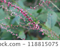 Mizuhiki的花 118815075