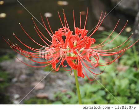 Cluster amaryllis in full bloom 118815079