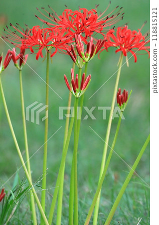 群集孤挺花 118815121