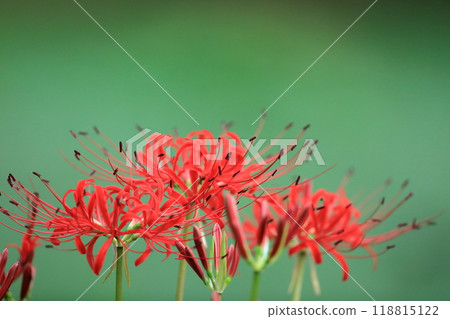 Cluster amaryllis 118815122