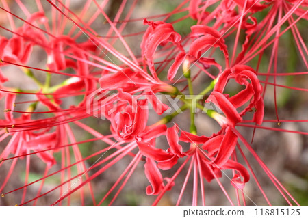 Cluster amaryllis 118815125