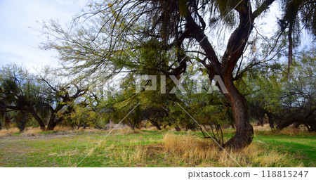 Salt River Recreation Area Arizona Salt River Recreation Area Arizona 118815247