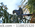 Violet Macaw 118815320