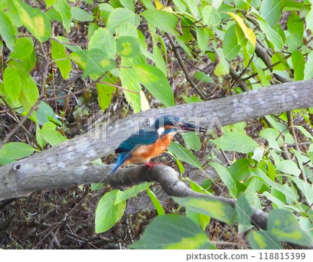 翠鳥棲息在樹枝上 翠鳥棲息在樹枝上 118815399