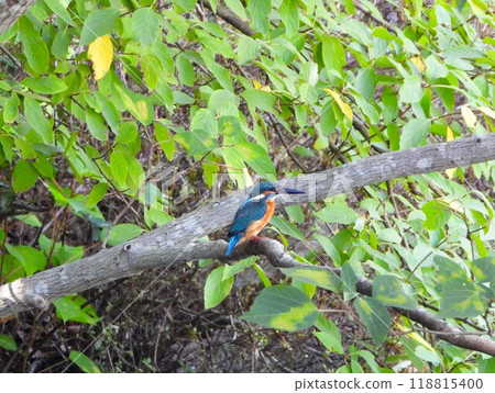 翠鳥棲息在樹枝上 2 翠鳥棲息在樹枝上 2 118815400