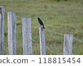 Long-tailed Starling 118815454