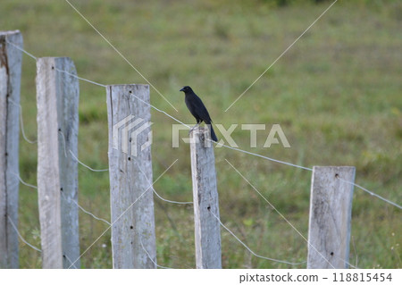 Long-tailed Starling 118815454