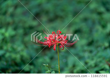 red spider lily 118815591
