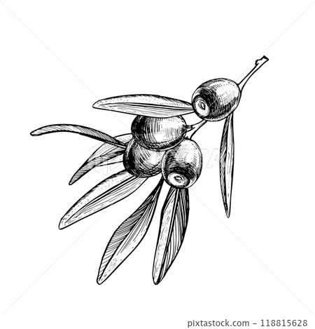 Hand drawn olive branch with leaves and fruits. Vintage engraving for oil, natural cosmetics. Vector line illustration. 118815628