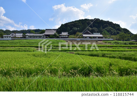 Asuka - Tachibana Temple and rice terraces Asuka - Tachibana Temple and rice terraces 118815744