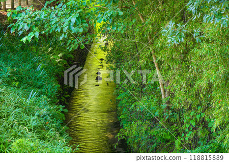 Wasabi field drainage channel [Azumino City] 118815889