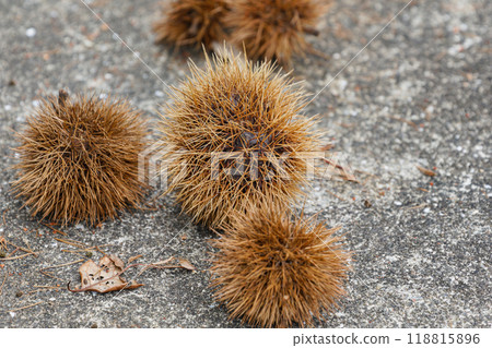 Chestnuts that fell to the ground Chestnuts that fell to the ground 118815896