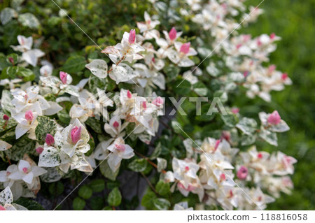 Snowdrop background Snowdrop background 118816058