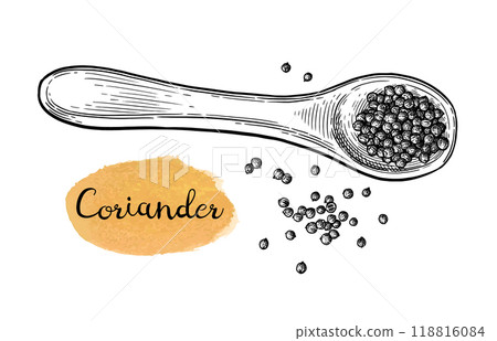 Coriander on a spoon ink sketch. Coriander on a spoon ink sketch. 118816084