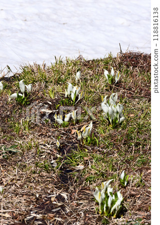 臭甘藍在殘雪附近開花 臭甘藍在殘雪附近開花 118816138