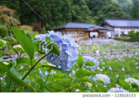 Hydrangeas blooming in the mountain village Hydrangeas blooming in the mountain village 118816153