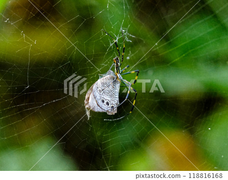 A female spider preying on a small-striped spider moth 118816168